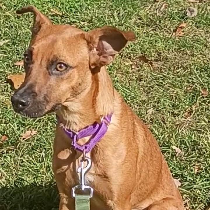 Enlarge Robin, a Adoptable Mixed Breed in Voorhees, NJ image 2/4