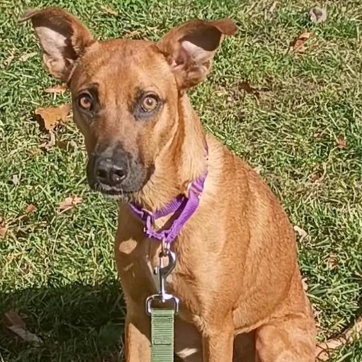 Enlarge Robin, a Adoptable Mixed Breed in Voorhees, NJ image 3/4