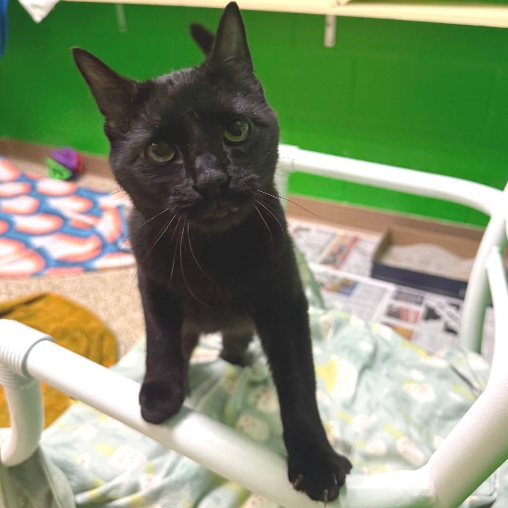Pip, a Adoptable Domestic Short Hair in Cheyenne, WY image 1/3
