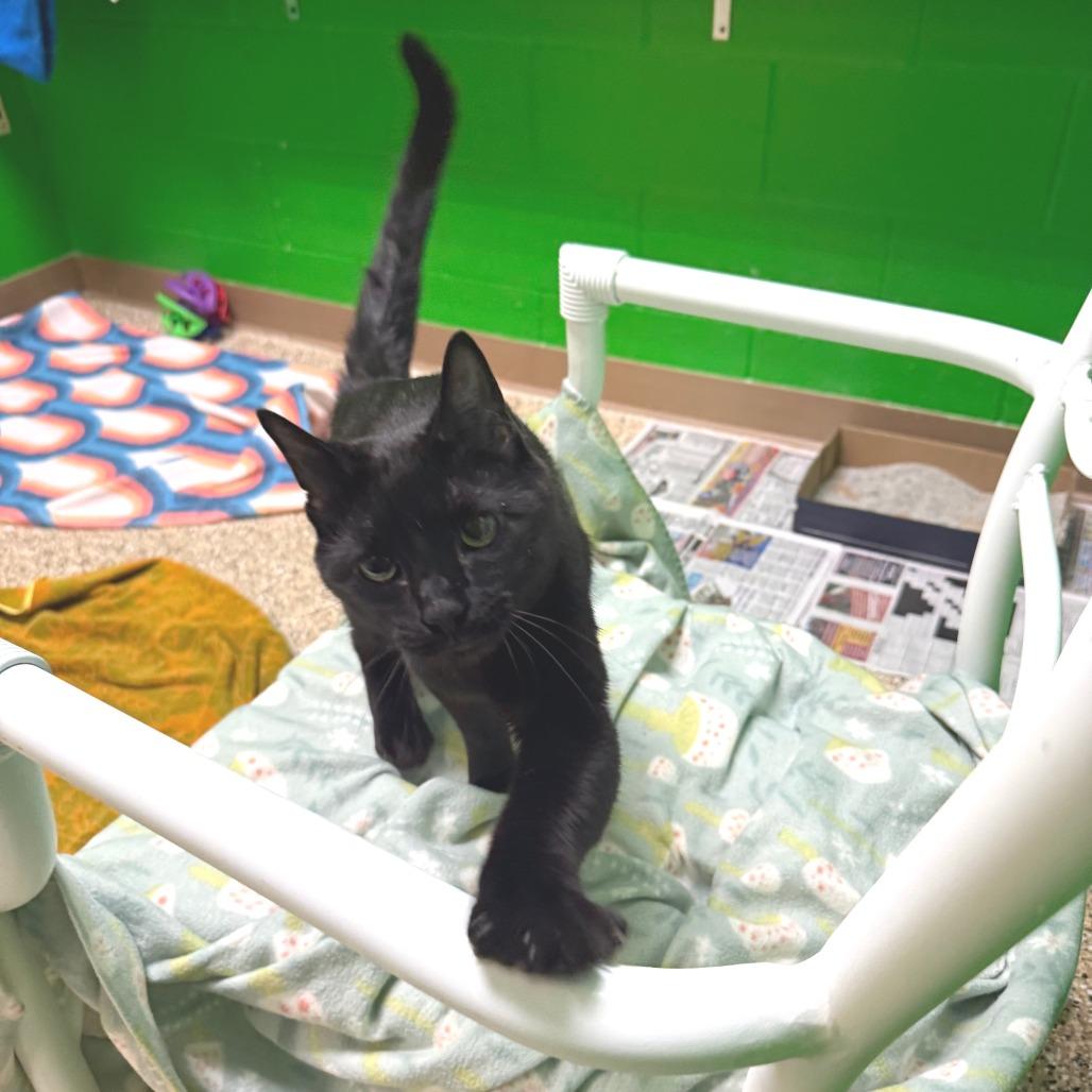 Pip, a Adoptable Domestic Short Hair in Cheyenne, WY image 2/3