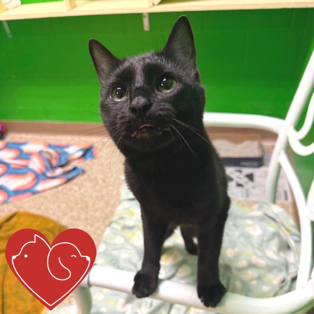 Pip, a Adoptable Domestic Short Hair in Cheyenne, WY image 3/3