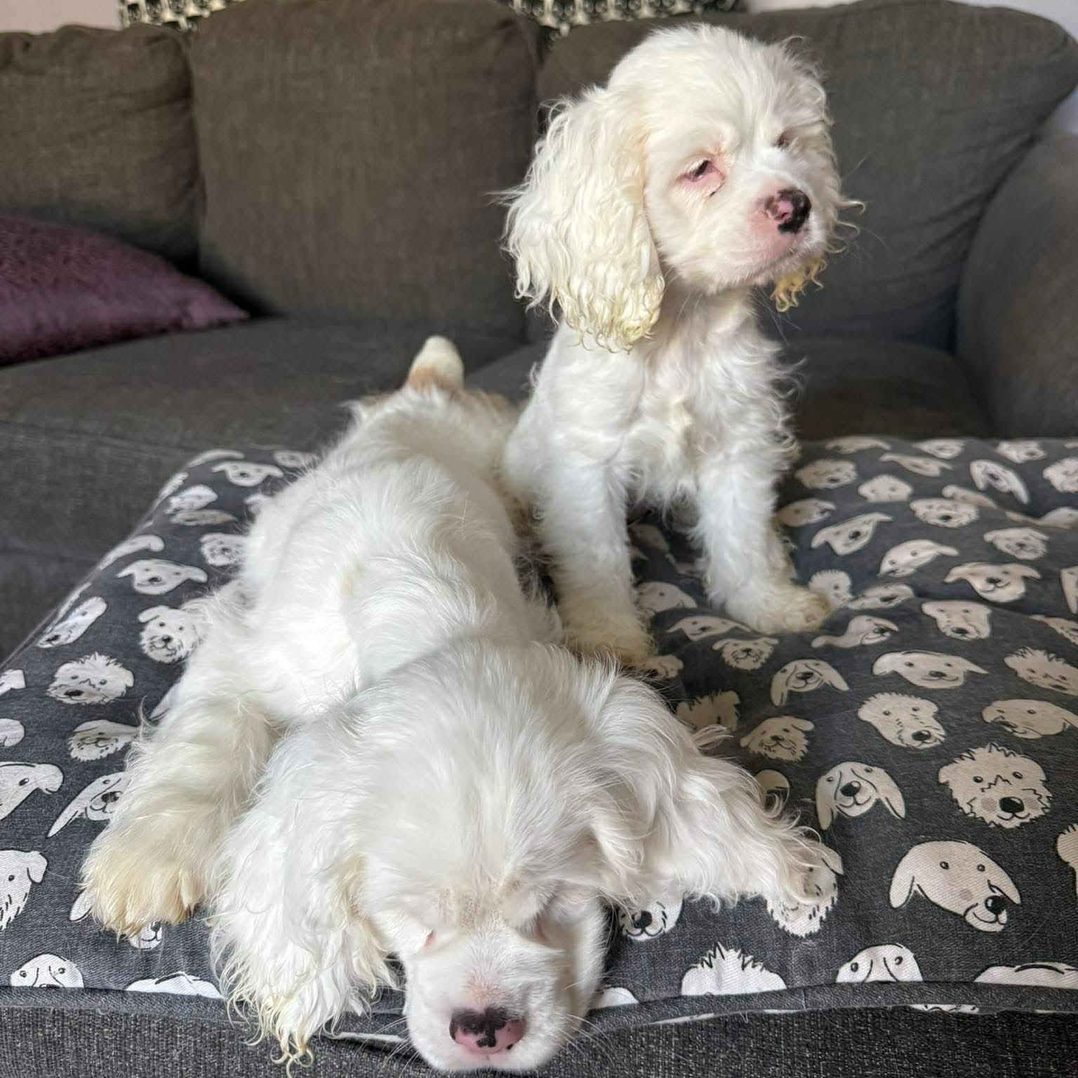 Olaf, an adopted Cocker Spaniel in Rochester, NY image 3/4