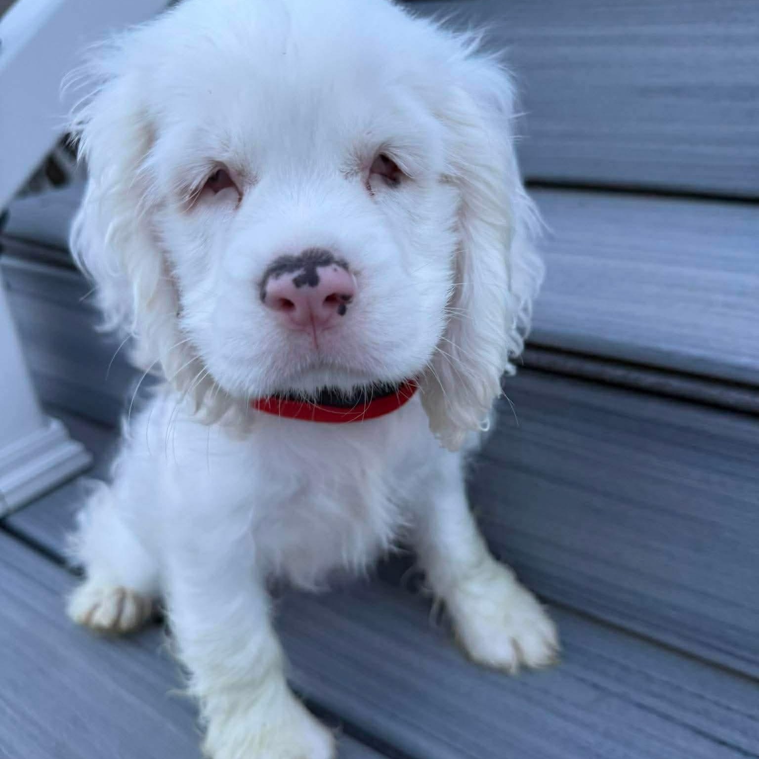 Olaf, adopted, Puppy Male Cocker Spaniel.