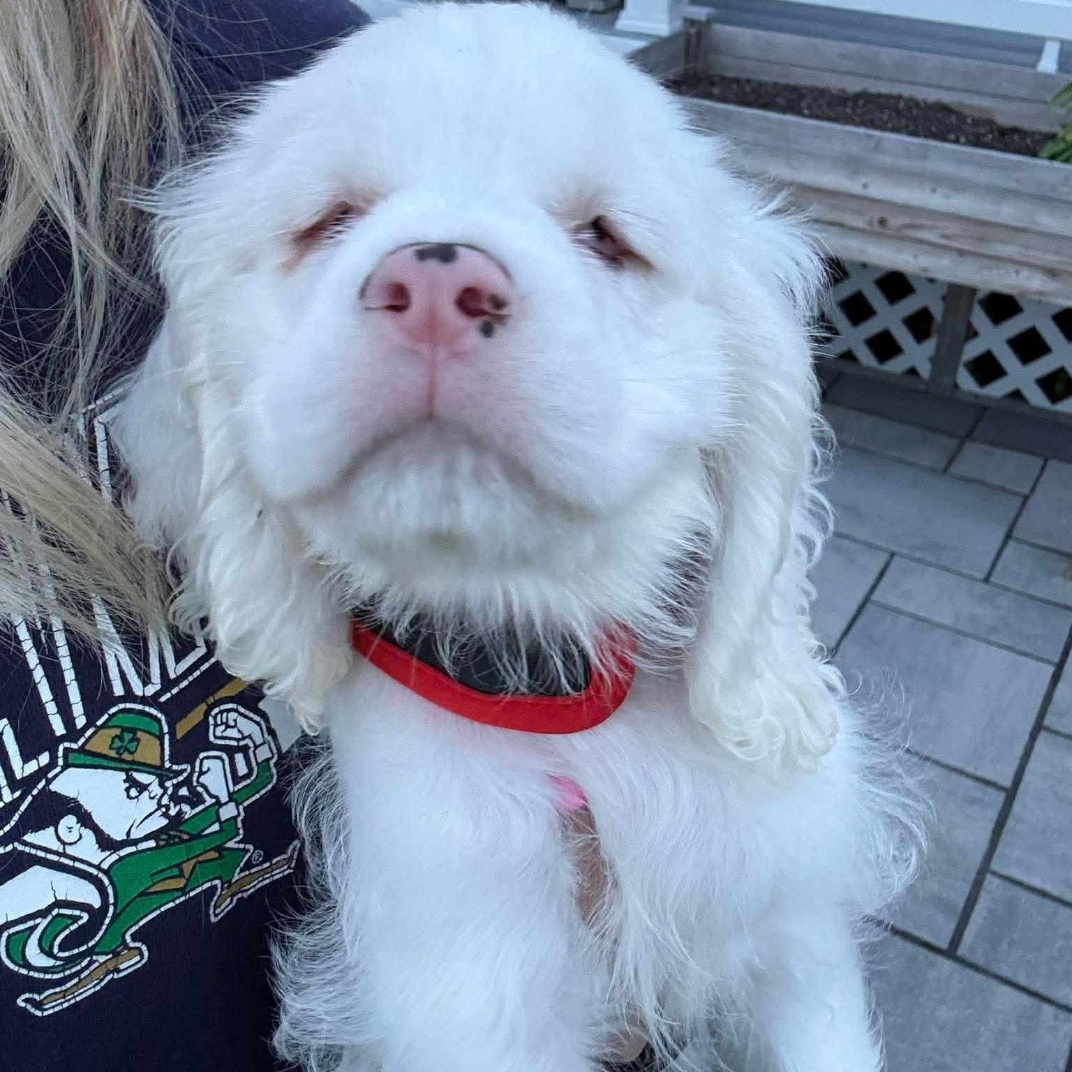Olaf, an adopted Cocker Spaniel in Rochester, NY image 4/4