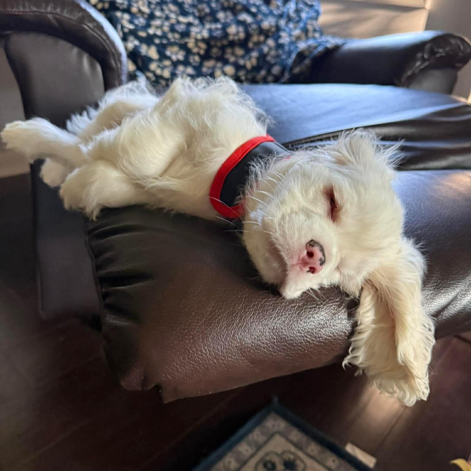 Olaf, an adopted Cocker Spaniel in Rochester, NY image 2/4