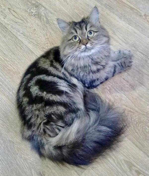 COCOA BEAN, Adopted, Young Female Persian.