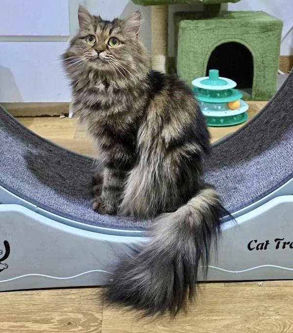 COCOA BEAN, a Adopted Persian in Madison, WI image 2/3