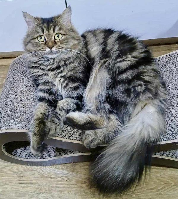 COCOA BEAN, a Adopted Persian in Madison, WI image 3/3