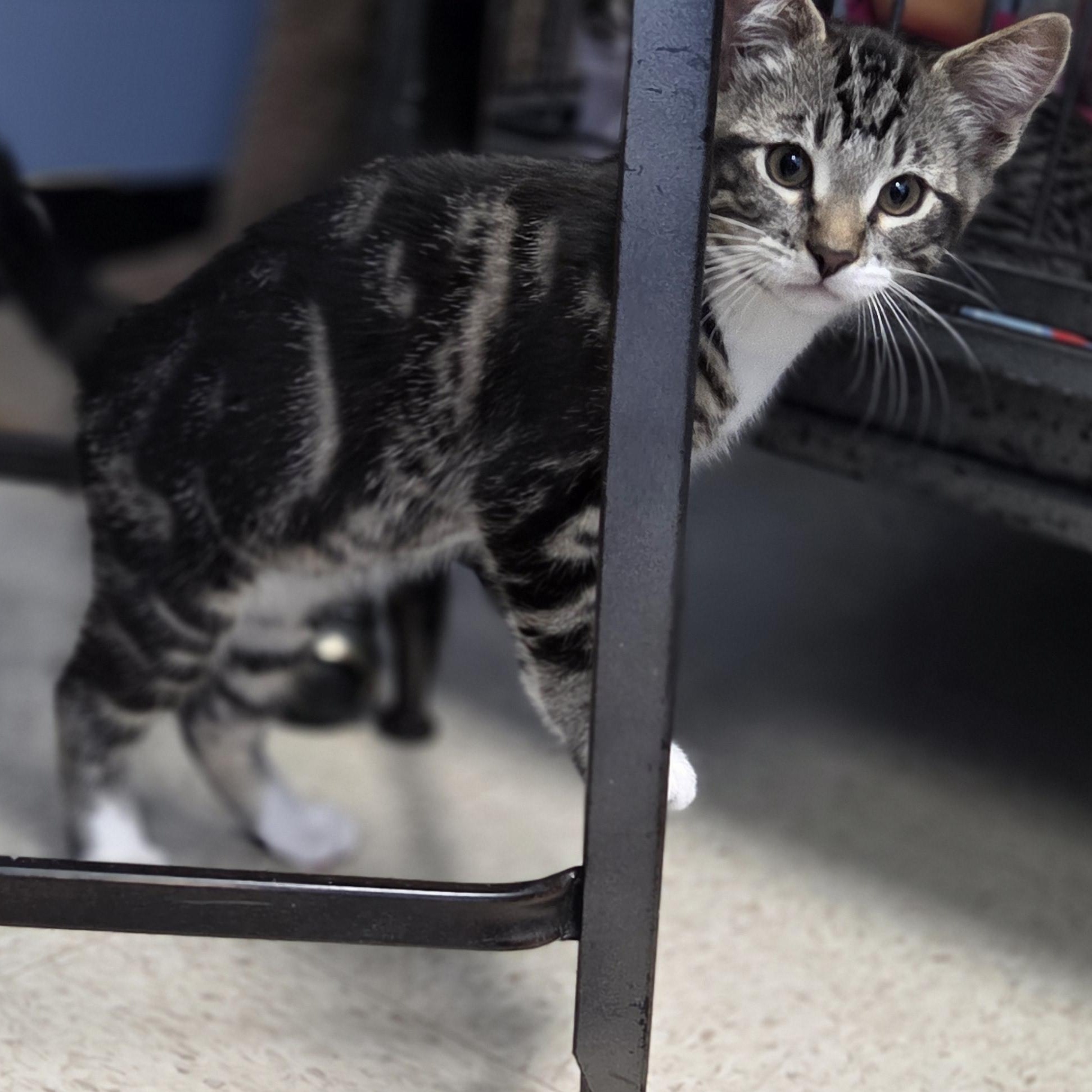 Enlarge Dorothy, a Adopted Domestic Short Hair in Brooks, AB image 1/2