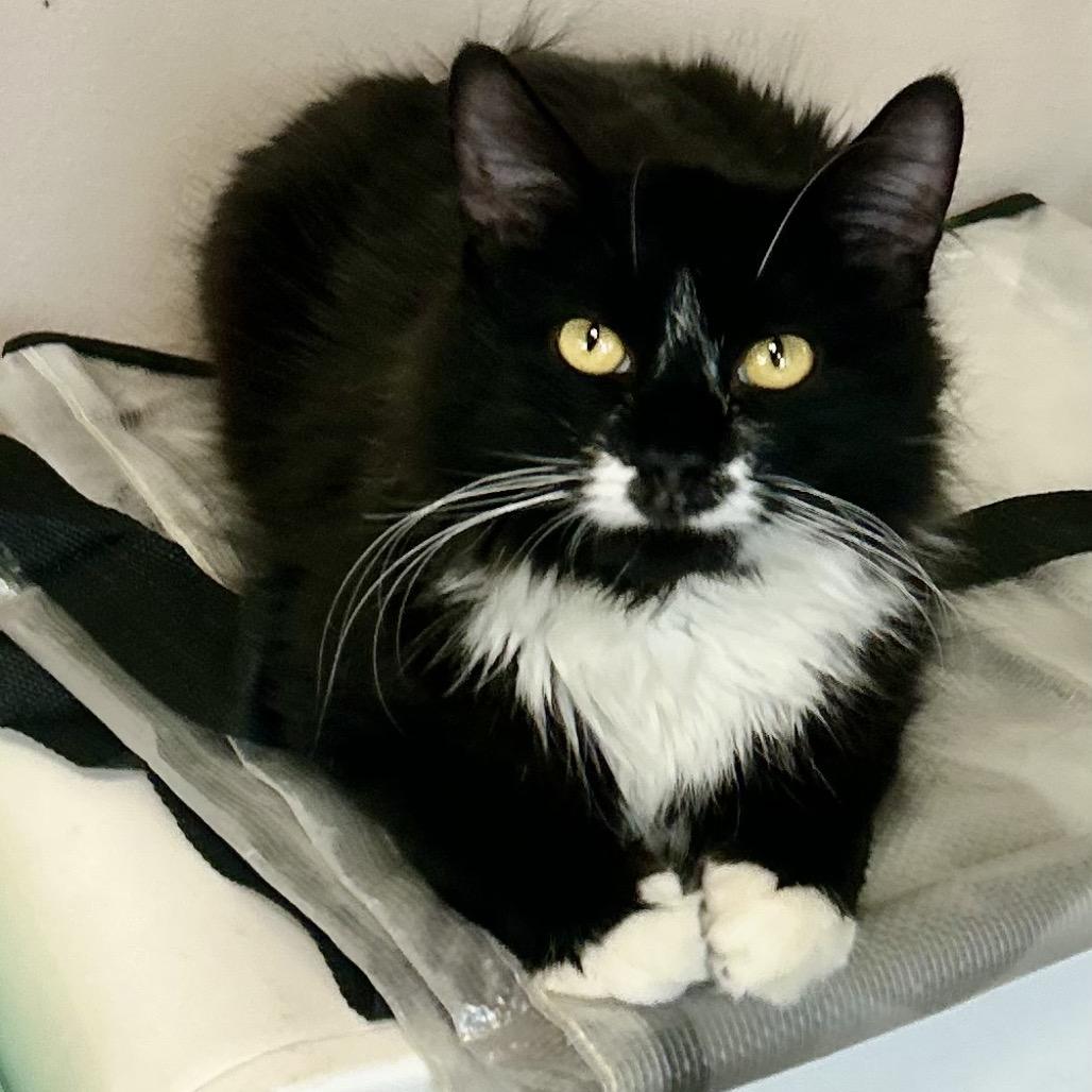 Seraphina, an adopted Domestic Medium Hair in Philadelphia, PA image 1/4