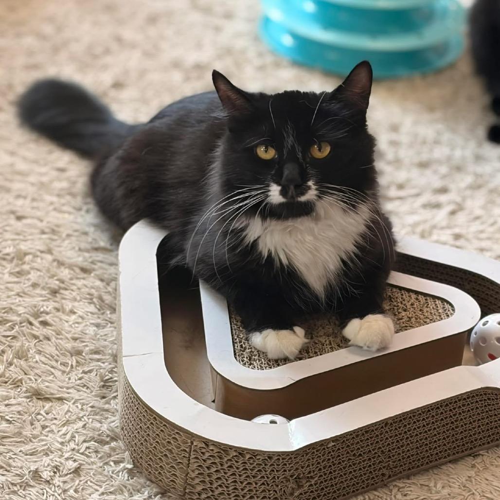 Seraphina, an adopted Domestic Medium Hair in Philadelphia, PA image 2/4