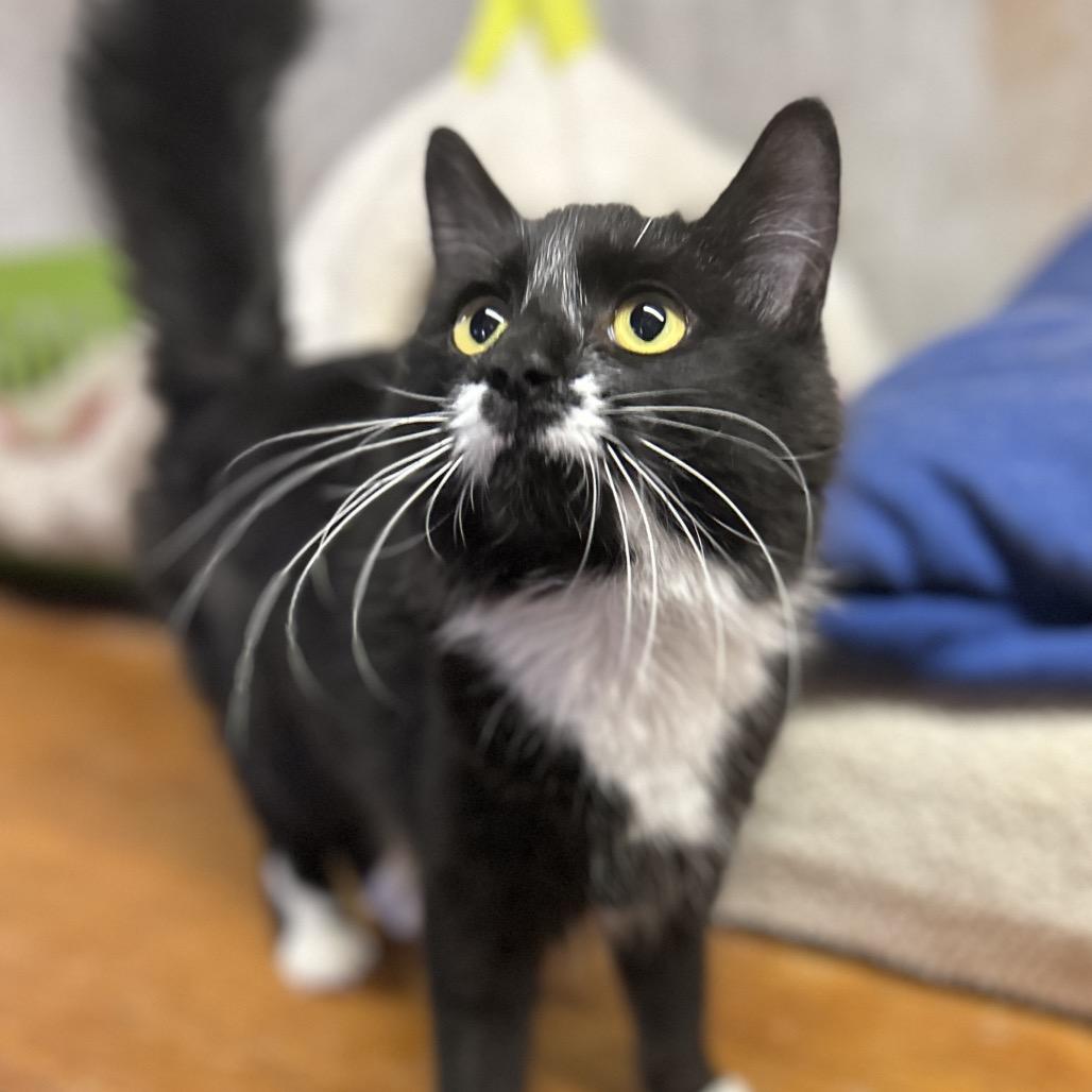 Seraphina, an adopted Domestic Medium Hair in Philadelphia, PA image 3/4