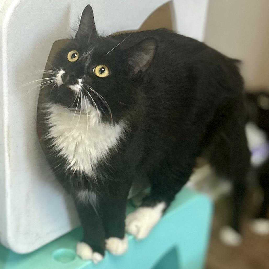 Seraphina, an adopted Domestic Medium Hair in Philadelphia, PA image 4/4