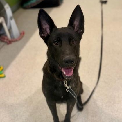 Max, an adoptable Shepherd Mix in Vienna, OH_image-1