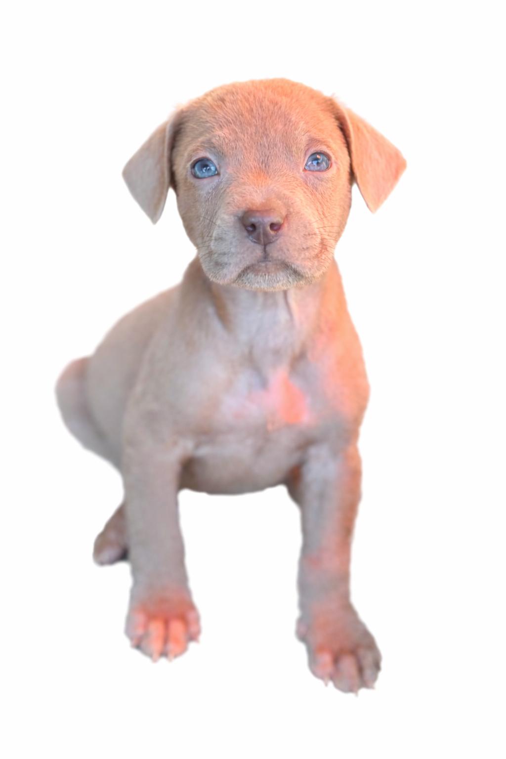 Enlarge Boone , an adoptable mixed breed in SYLVANIA, GA image 5/6