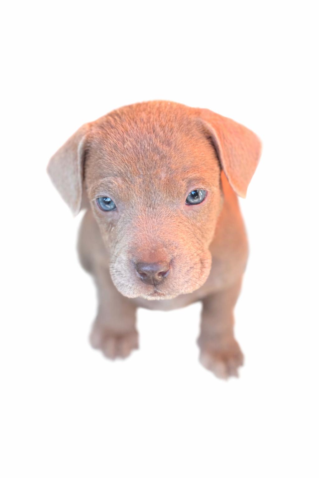 Enlarge Boone , an adoptable mixed breed in SYLVANIA, GA image 2/6