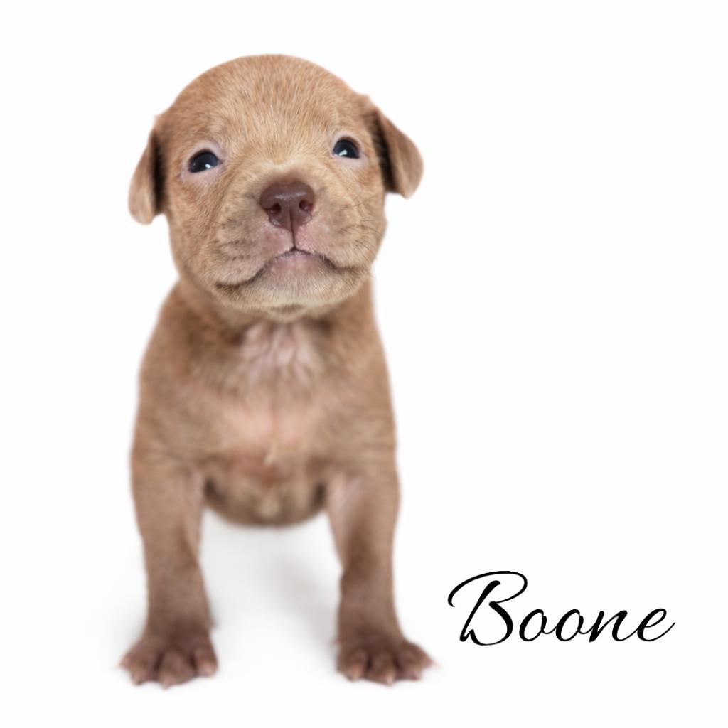 Enlarge Boone , an adoptable mixed breed in SYLVANIA, GA image 6/6