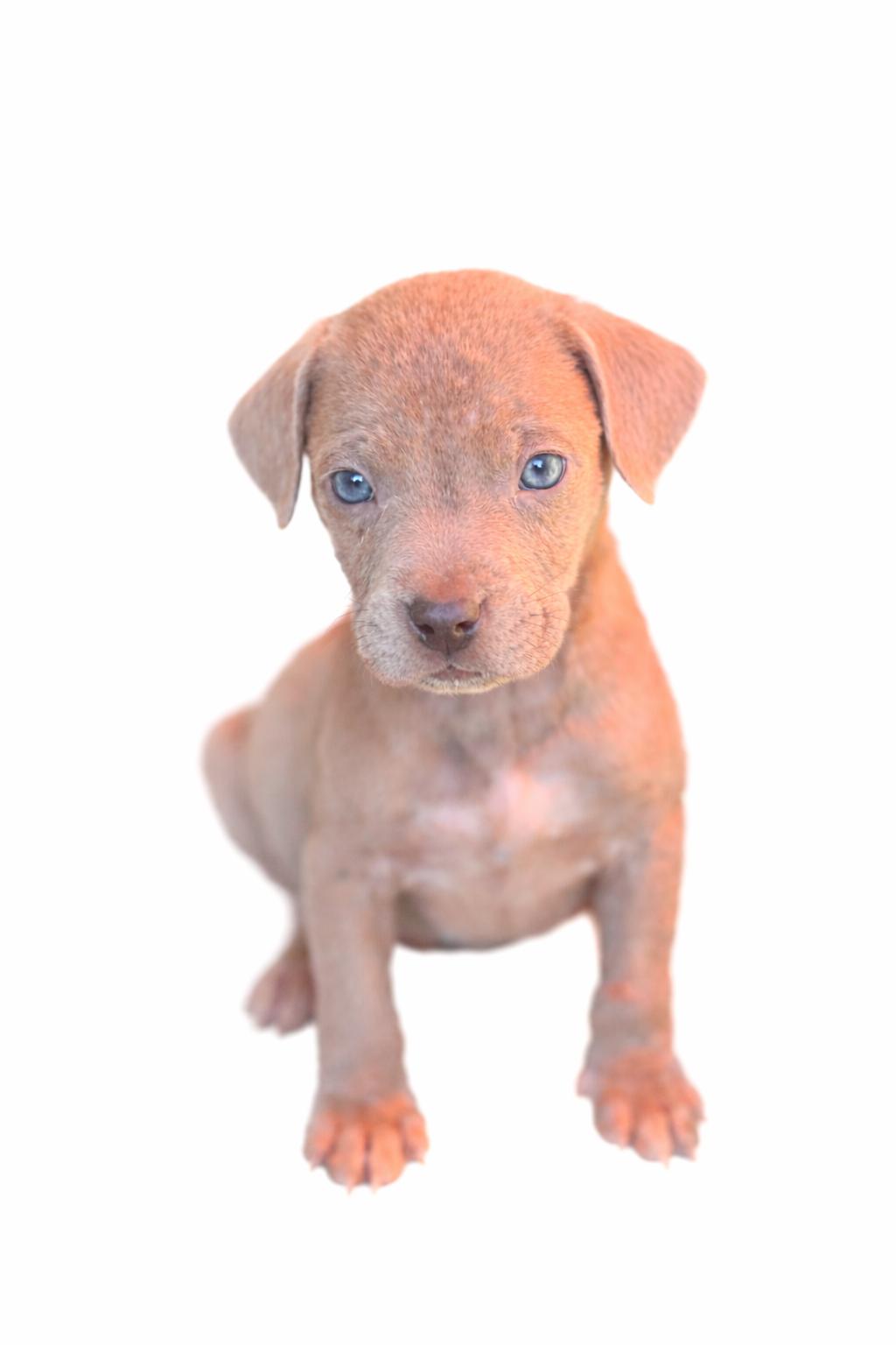 Enlarge Boone , an adoptable mixed breed in SYLVANIA, GA image 4/6