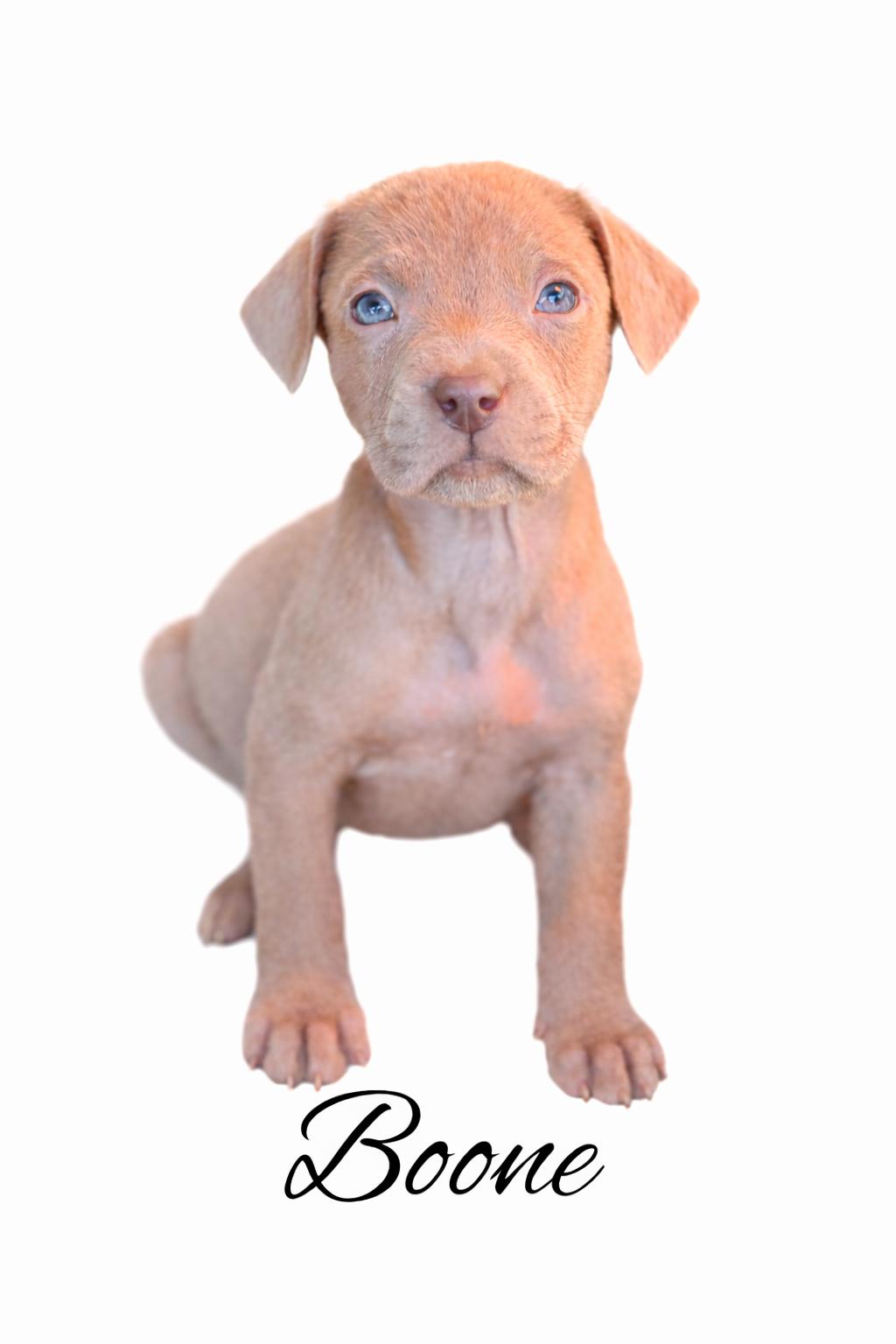 Boone , adoptable, Puppy Male Mixed Breed.