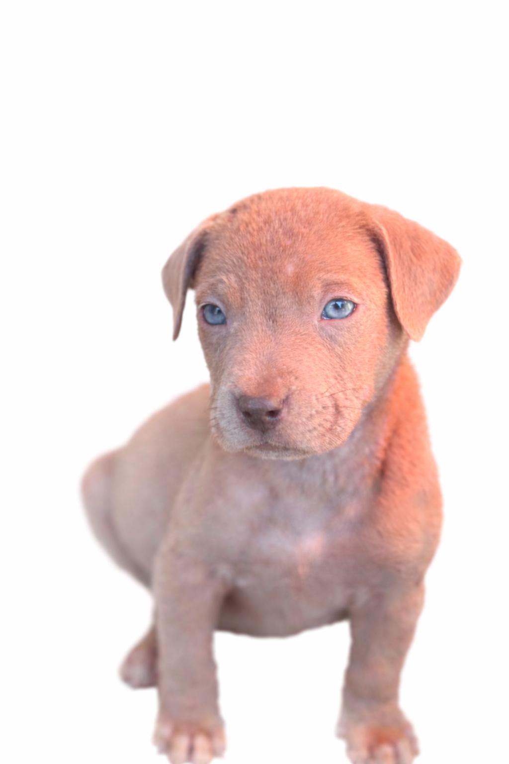 Enlarge Boone , an adoptable mixed breed in SYLVANIA, GA image 3/6