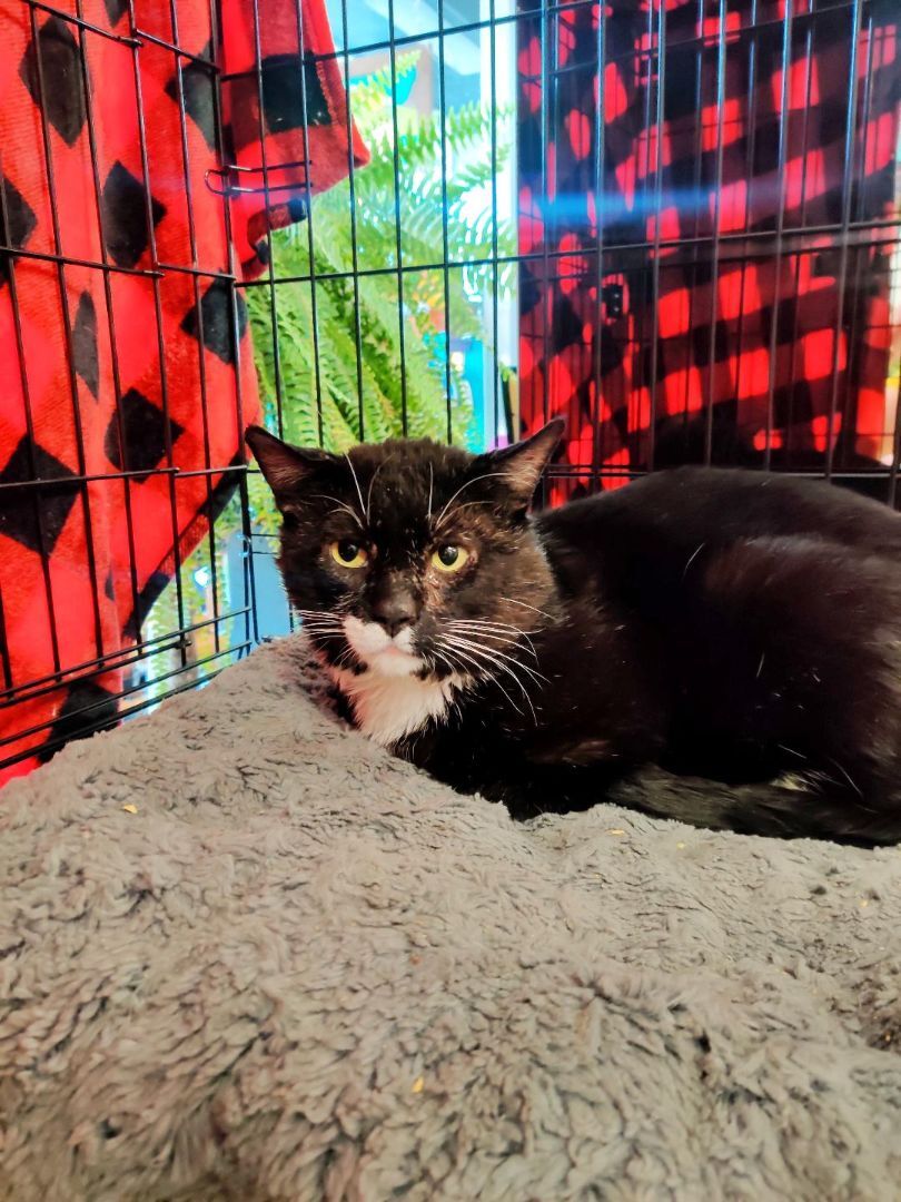 Trapper, a Adoptable Domestic Short Hair in Chicago, IL image 1/2