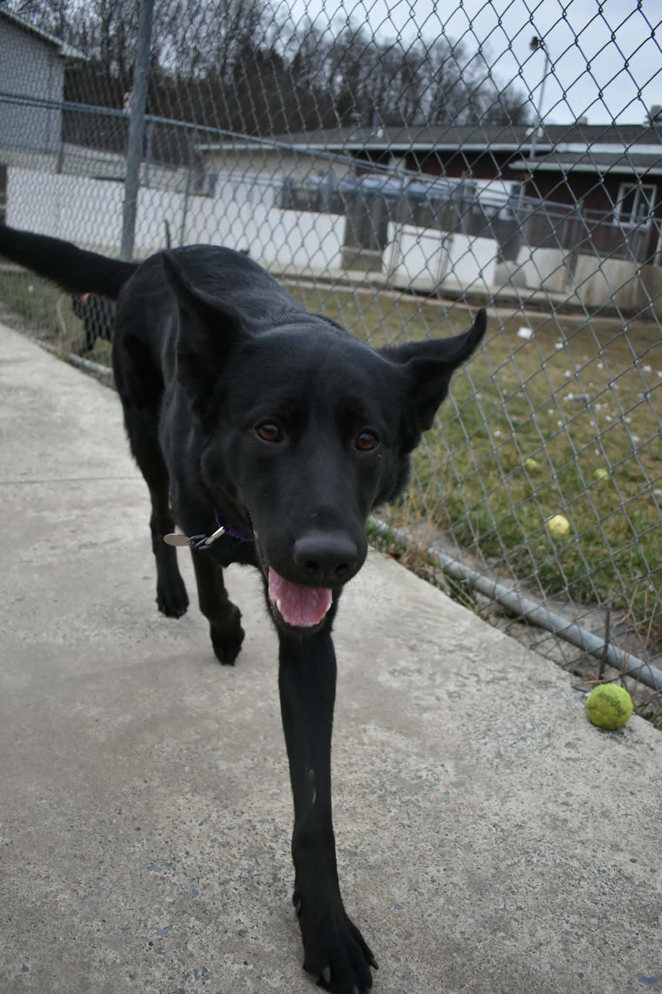 Bella 4, a Adoptable mixed breed in Altoona, PA image 1/2