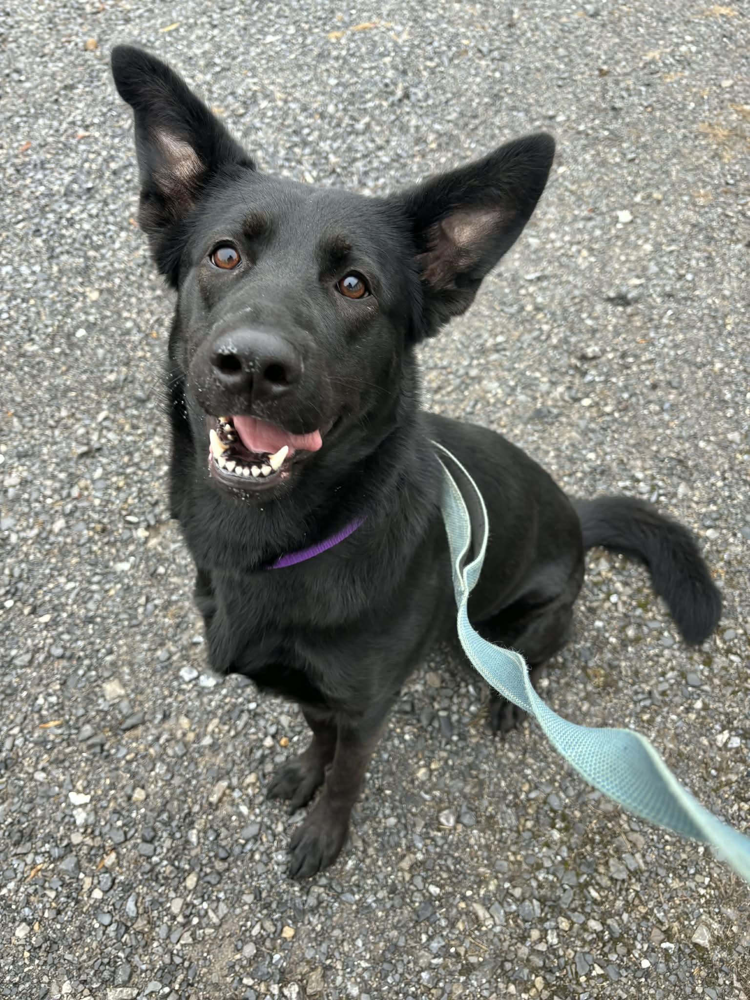 Bella 4, a Adoptable mixed breed in Altoona, PA image 2/2