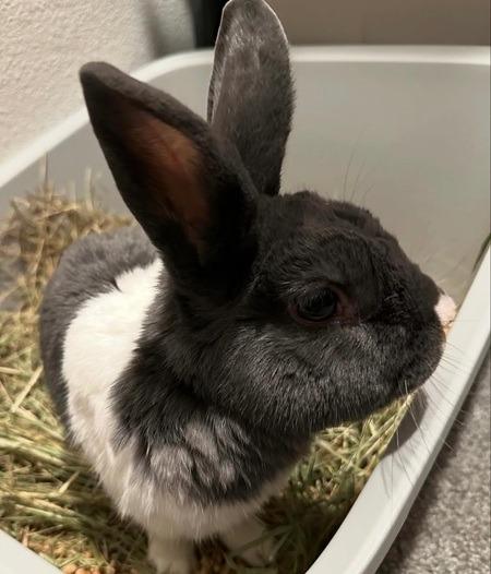 Milo, Adoptable, Adult Male Dwarf.