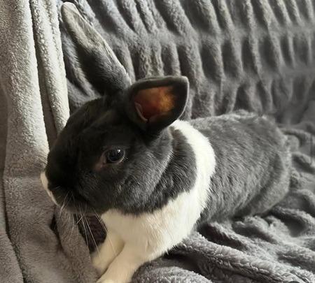 Milo, a Adoptable Dwarf in Folsom, CA image 2/3