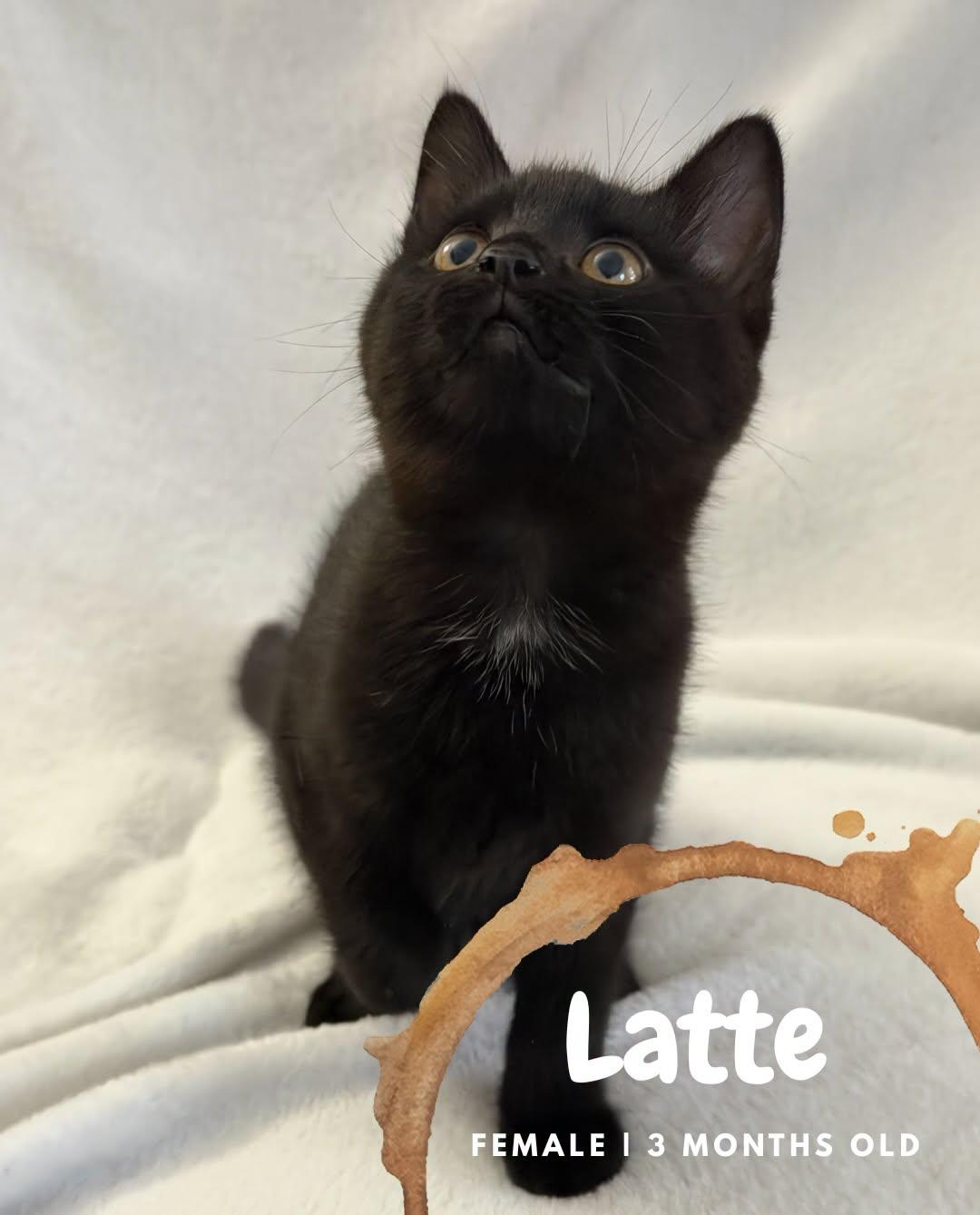 Latte, ADOPTABLE, Kitten Female Domestic Short Hair.