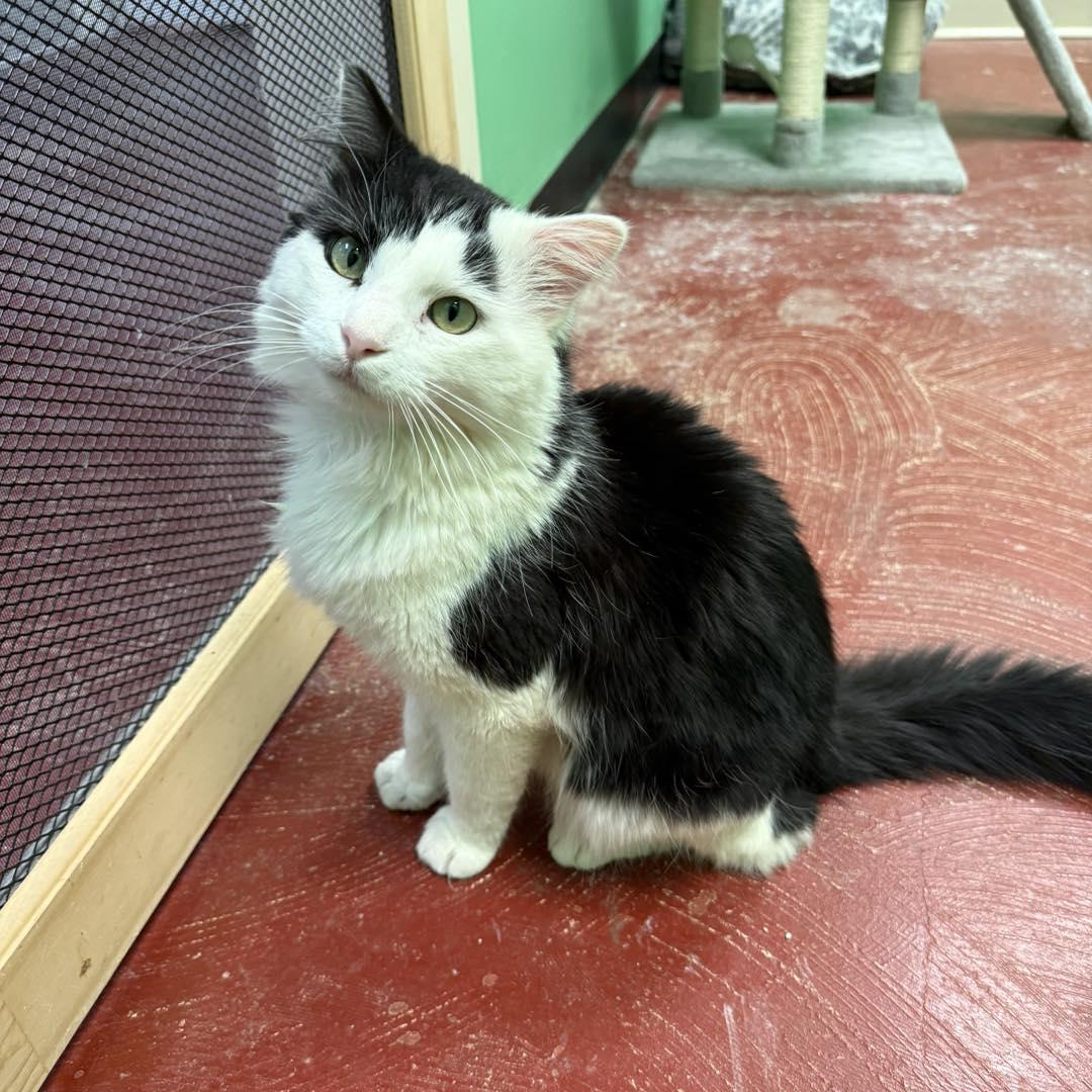 Winston, Adoptable, Adult Male Domestic Medium Hair.