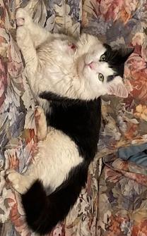 Enlarge Winston, a Adoptable Domestic Medium Hair in Stone Mountain, GA image 3/3