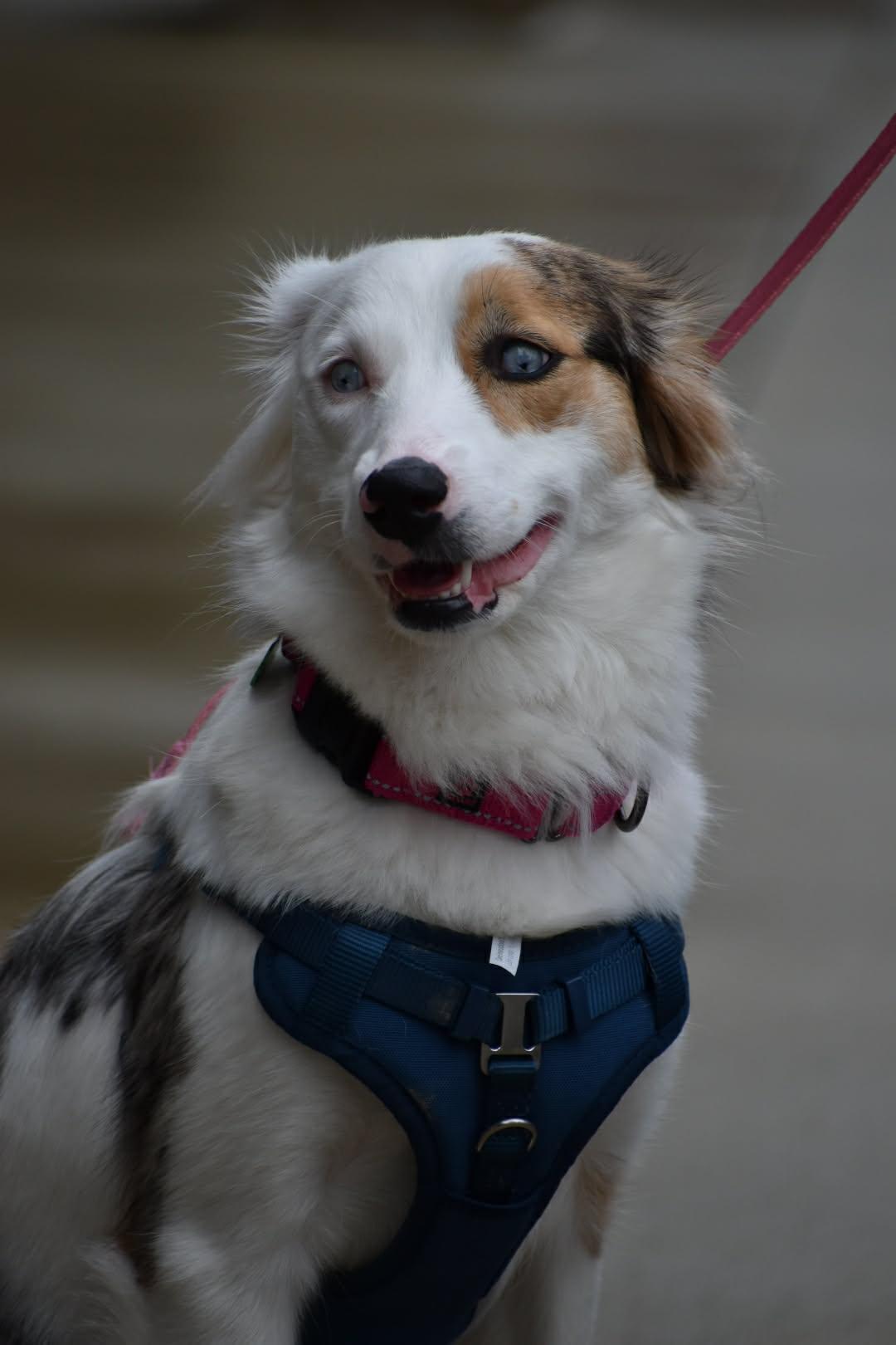 Hilda, Adopted, Young Female Australian Shepherd & Catahoula Leopard Dog.