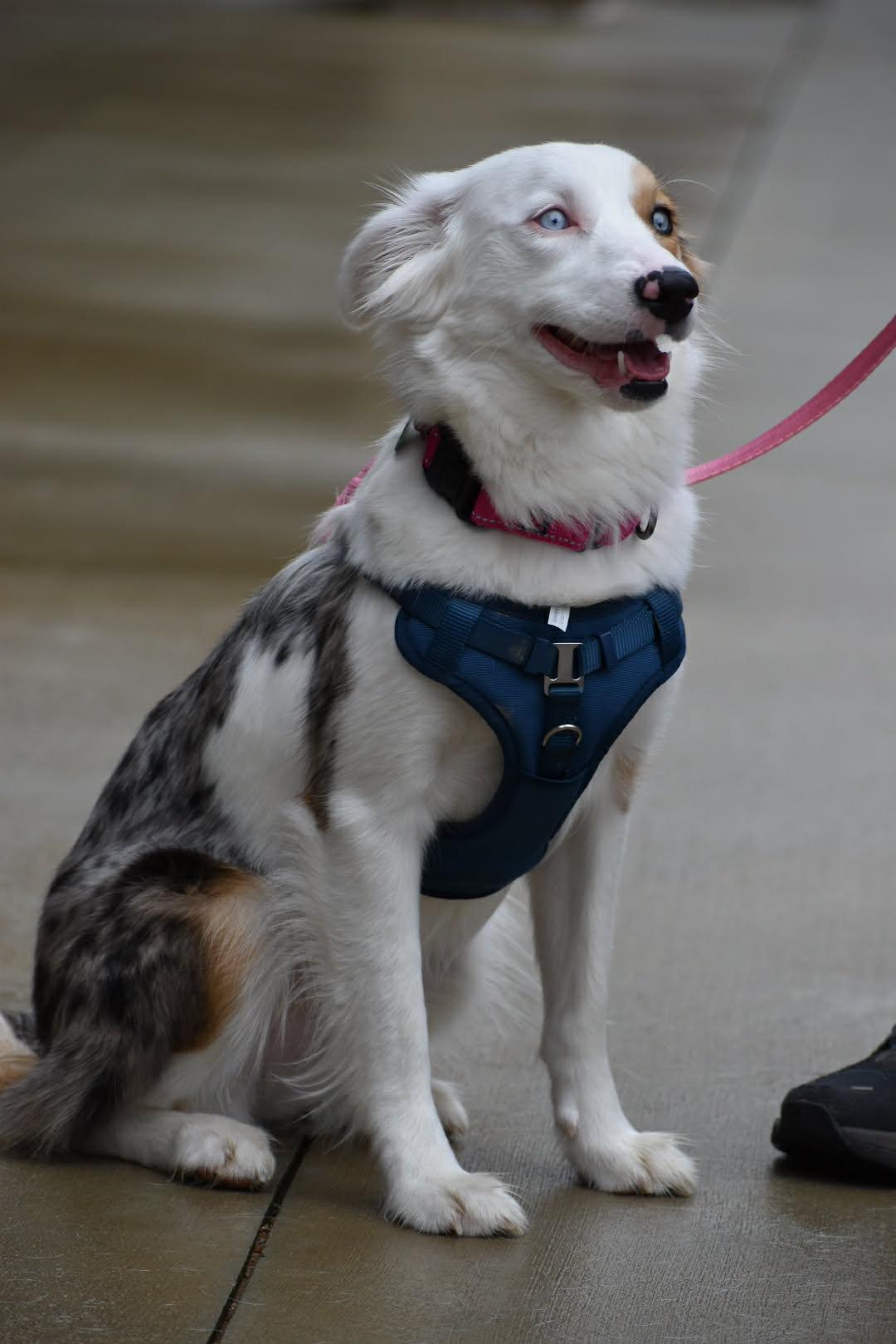 Enlarge Hilda, a Adopted mixed breed in Auburn, GA image 2/3
