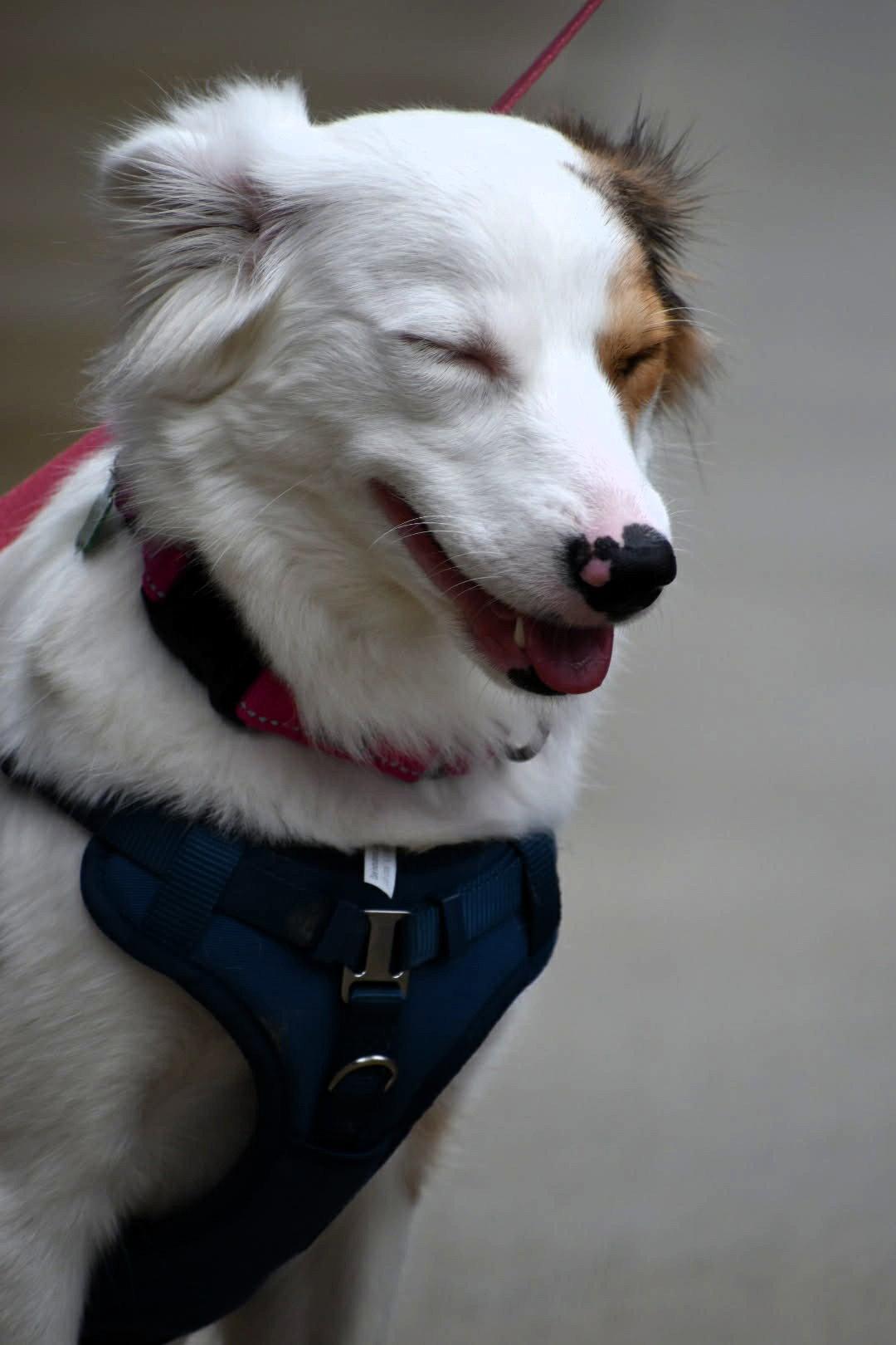 Enlarge Hilda, a Adopted mixed breed in Auburn, GA image 3/3