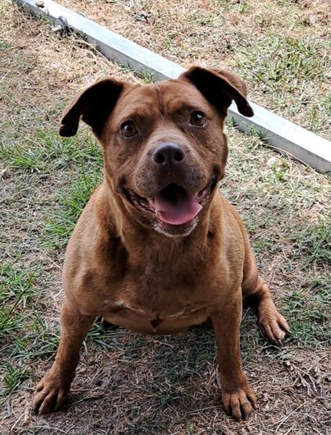 Kali, an adoptable American Bully, Labrador Retriever in Manning, SC, 29102 | Photo Image 1