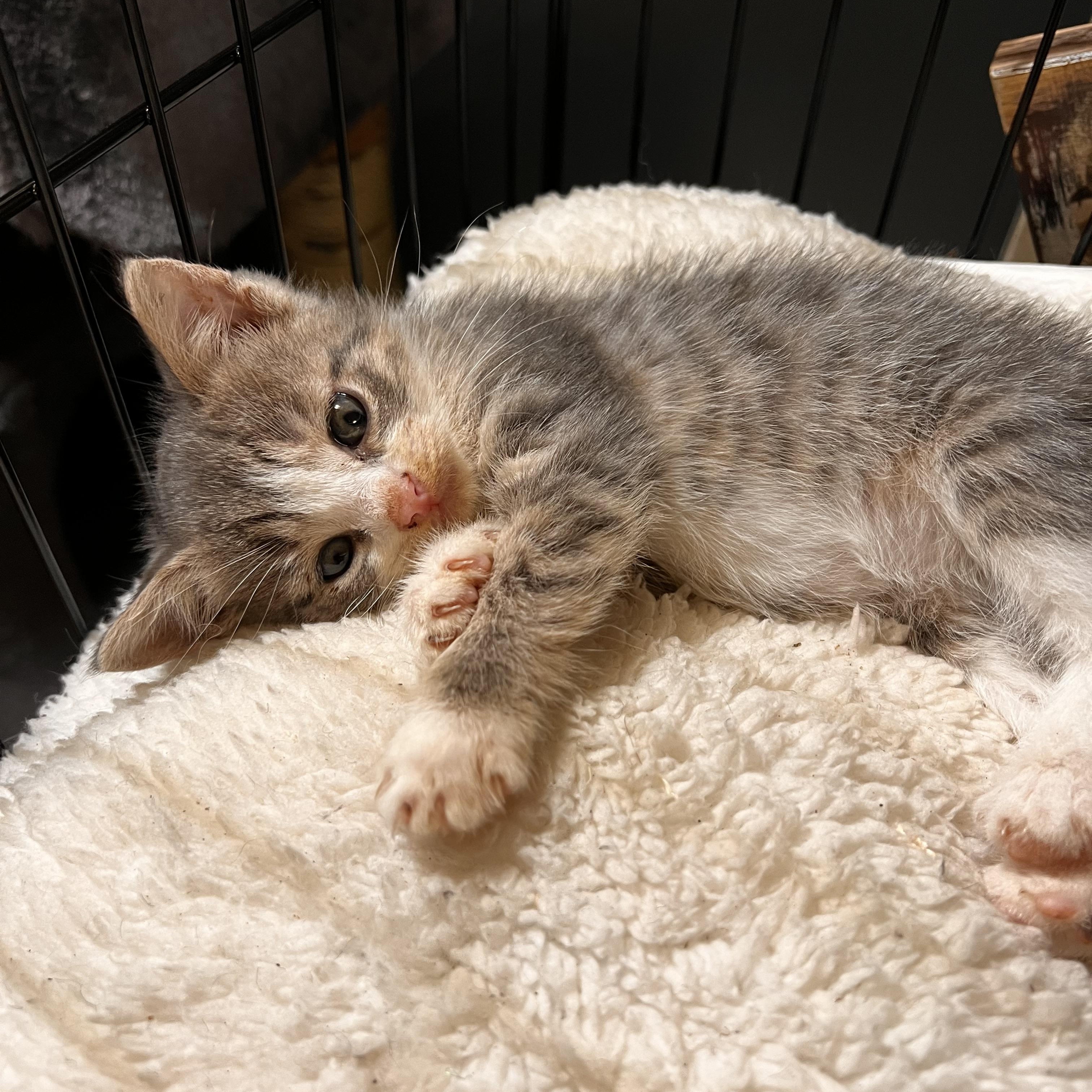 Enlarge Keen, a Adopted Tabby in Johnson City, TN image 1/3