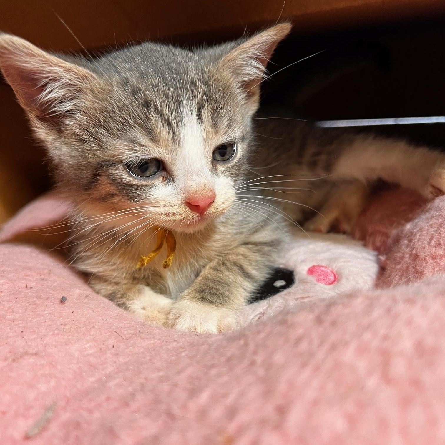 Enlarge Keen, a Adopted Tabby in Johnson City, TN image 2/3