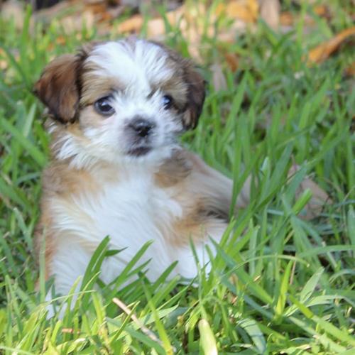 Petal, adoptable, Young Female Shih Tzu.