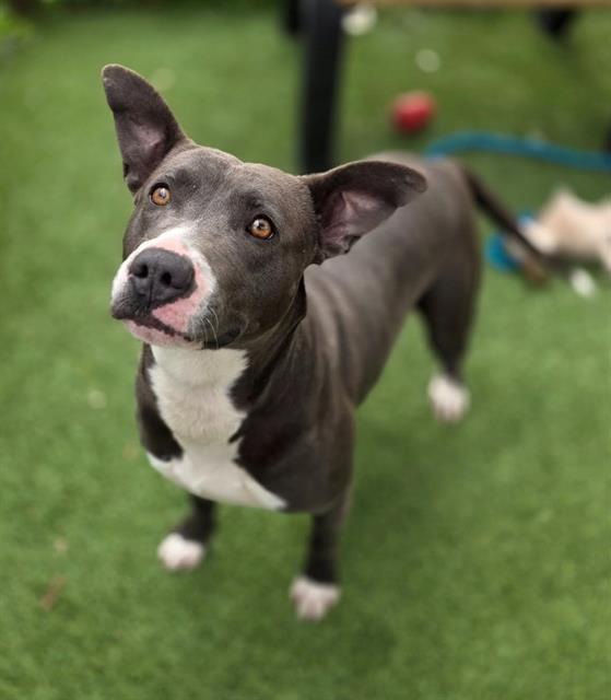 Enlarge MADISON, a Adoptable Mixed Breed in Columbia, SC image 1/1