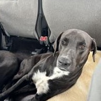 Enlarge Dobi - Transport Available, a Adoptable mixed breed in Champaign, IL image 6/6