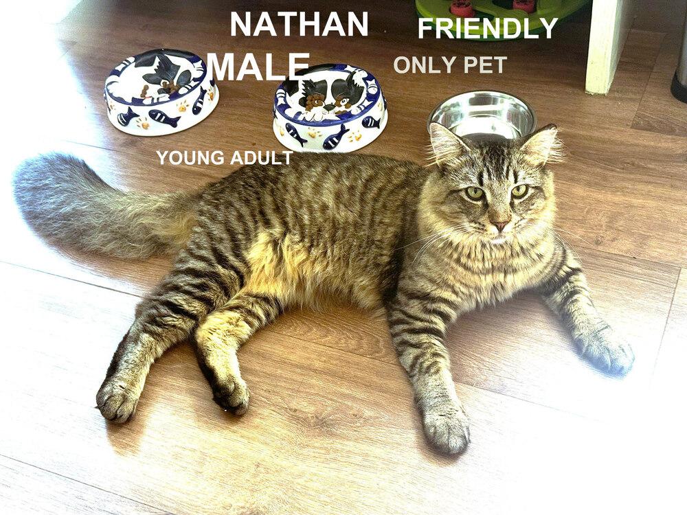 Nathan "Nate", Adoptable, Adult Male Domestic Medium Hair.