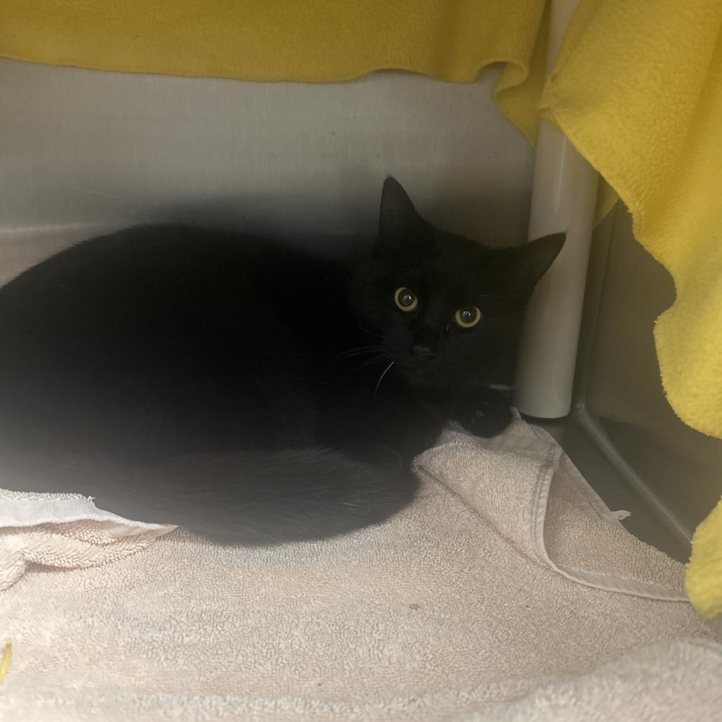 Quinno, Adoptable, Young Female Domestic Short Hair.