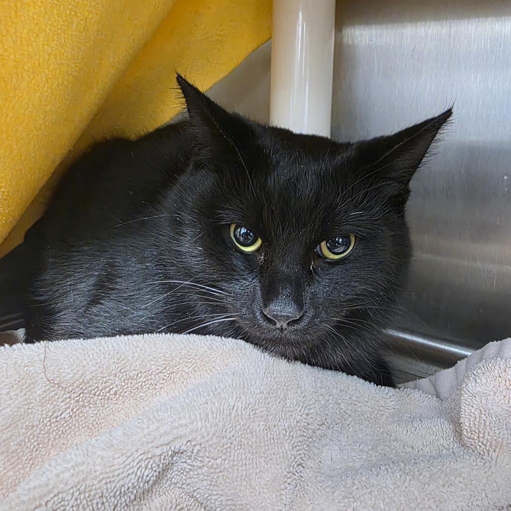 Enlarge Quinno, a Adoptable Domestic Short Hair in Fort Wayne, IN image 2/2