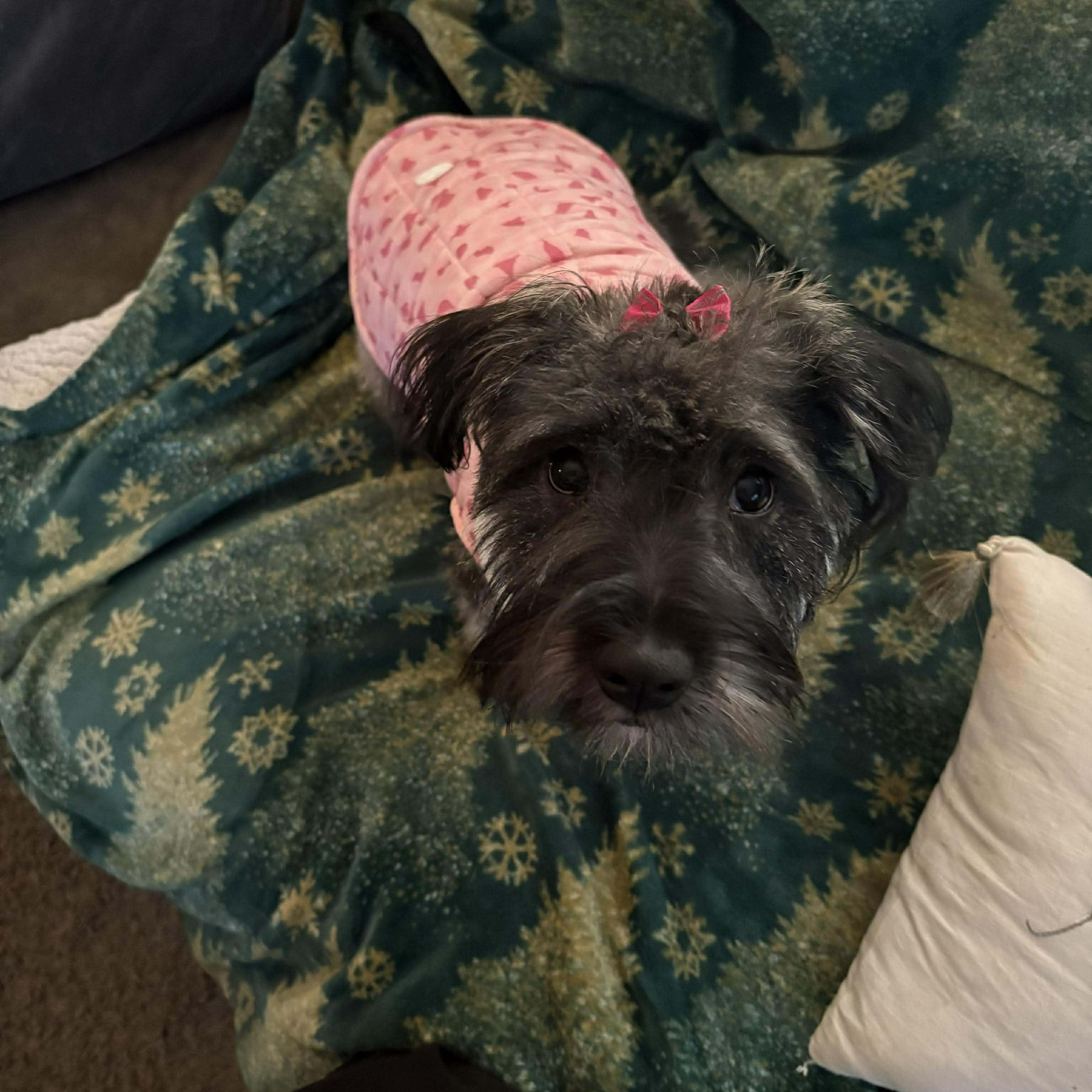 Nelly, an adopted Miniature Schnauzer in Homer Glen, IL image 3/6