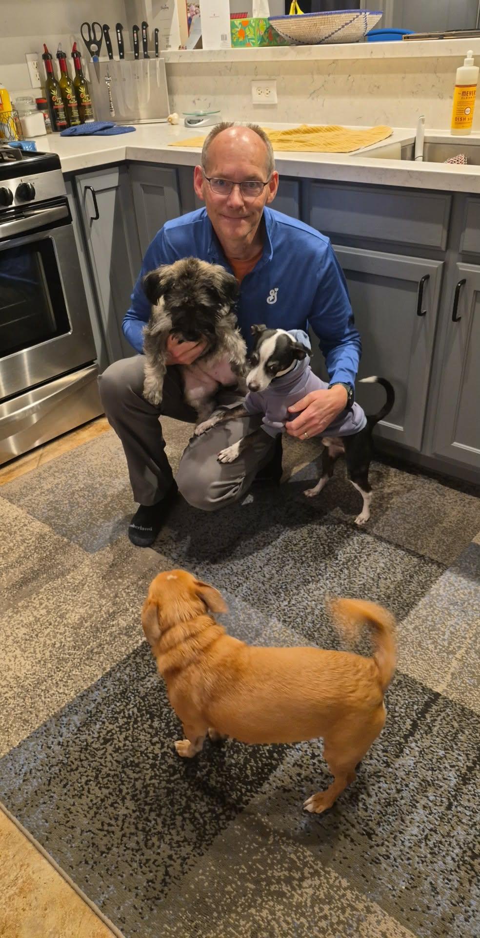 Nelly, an adopted Miniature Schnauzer in Homer Glen, IL image 5/6