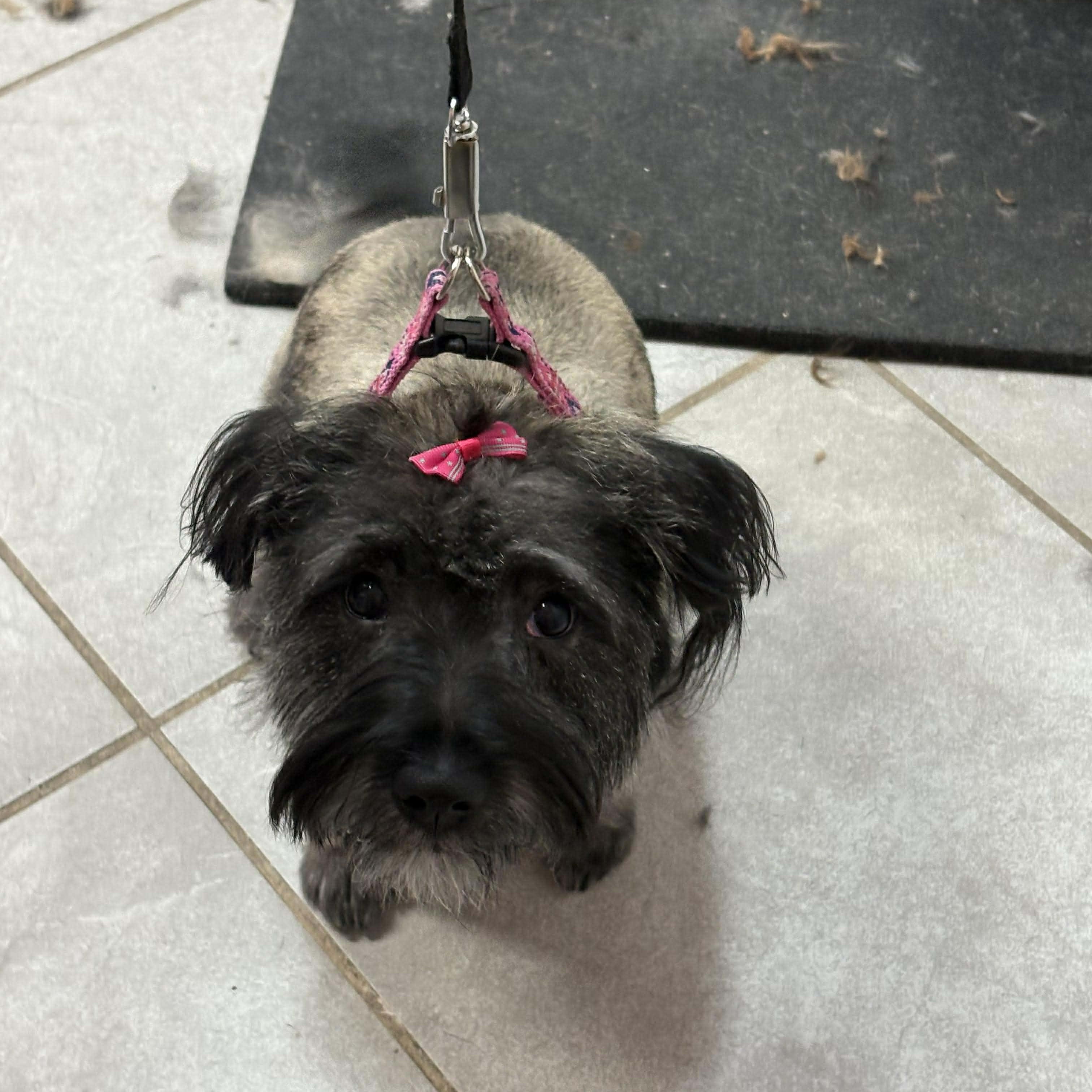 Nelly, an adopted Miniature Schnauzer in Homer Glen, IL image 2/6