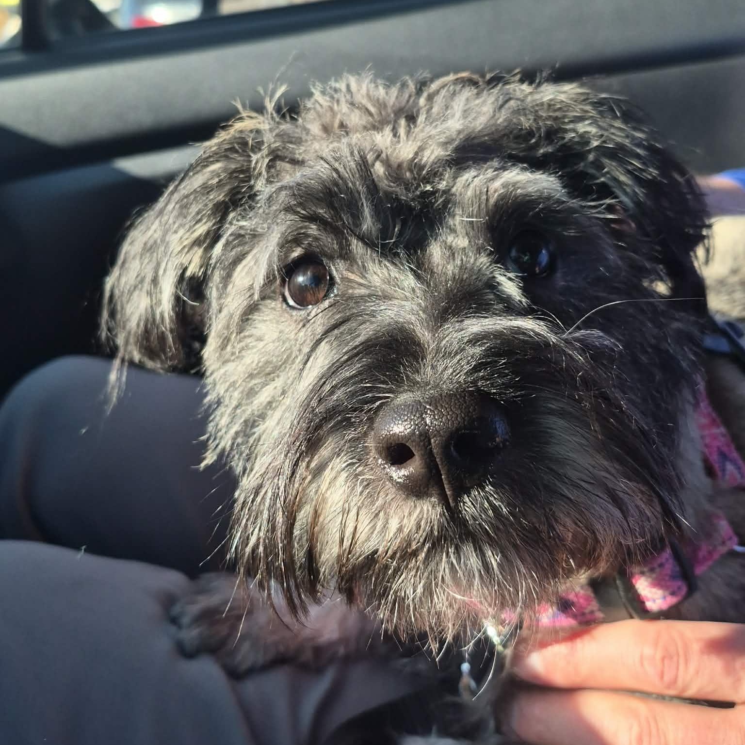 Nelly, an adopted Miniature Schnauzer in Homer Glen, IL image 1/6
