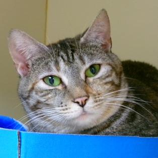 Clearopathra, Adoptable, Adult Female Domestic Short Hair & Domestic Short Hair.