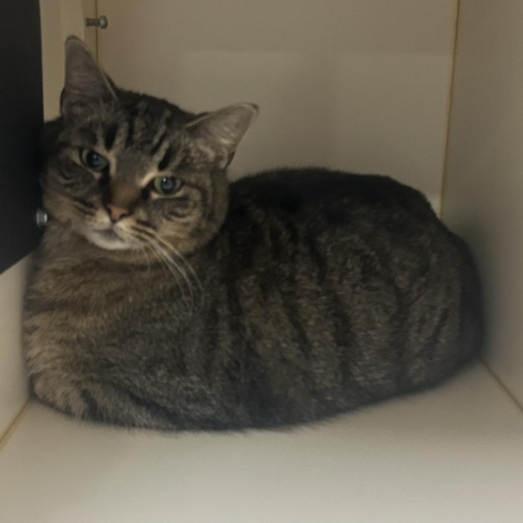 Enlarge Clearopathra, a Adoptable mixed breed in La Grange, KY image 2/2